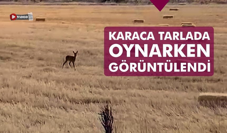 Çankırı’da karaca tarlada oynarken görüntülendi
