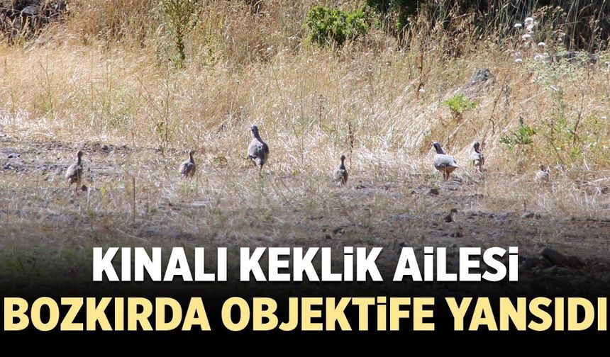 Kınalı keklik ailesi bozkırda objektife yansıdı