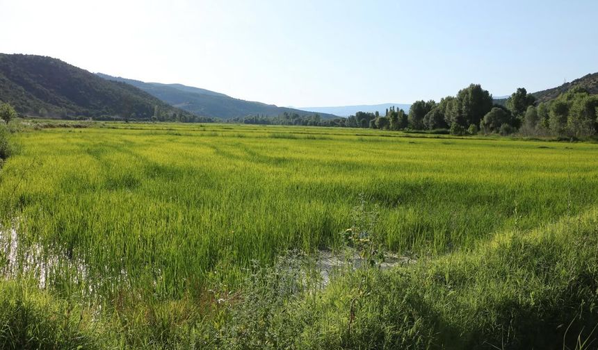 Ilgaz’da bereket zamanı: Sarıkılçık çeltiğinde hasat heyecanı