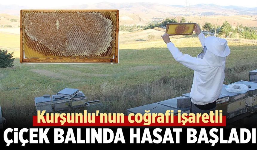Kurşunlu'nun coğrafi işaretli çiçek balında hasat başladı