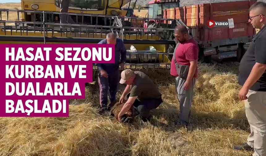 Kurşunlu'da hasat sezonu kurban ve dualarla başladı