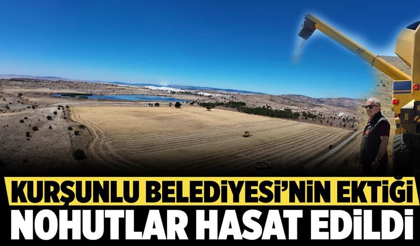 Kurşunlu Belediyesi’nin ektiği nohutlar hasat edildi