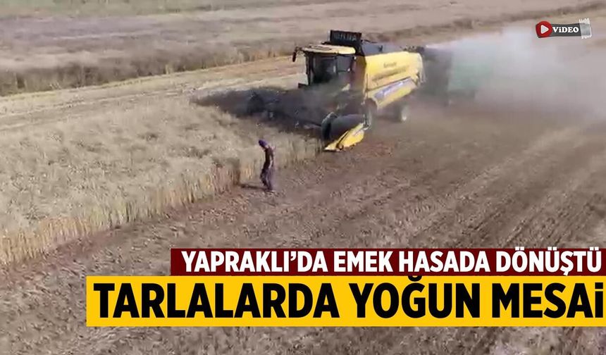 Yapraklı’da buğday hasadı sürüyor