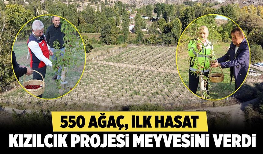 550 ağaç ilk meyvesini verdi: Çankırı’da kızılcık hasadı başladı