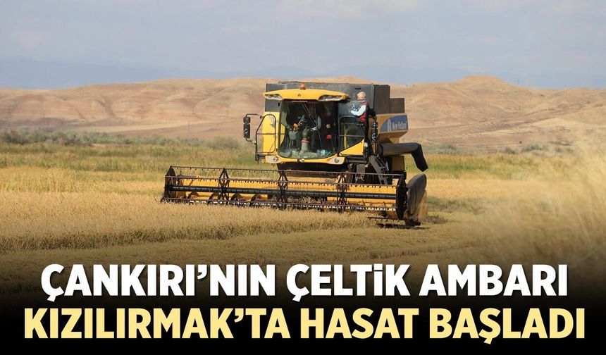 Çankırı’nın çeltik ambarı Kızılırmak’ta hasat başladı