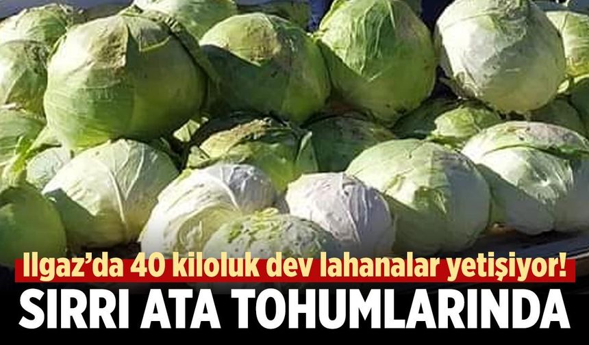 Ilgaz’da yetişen dev lahanaların sırrı ata tohumunda!