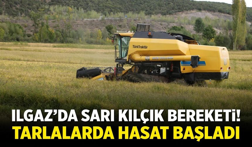 Ilgaz’da Sarı Kılçık zamanı! Tarlalar hasatla hareketlendi